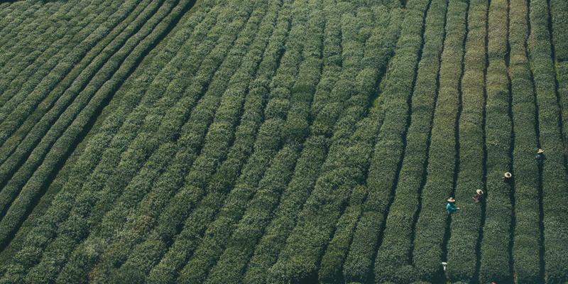 即食海参:现代滋补新风尚,如何挑选优质海参产品?