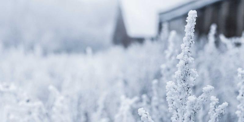 海参39：健康食品中的滋补珍品，即食海参的优质之选