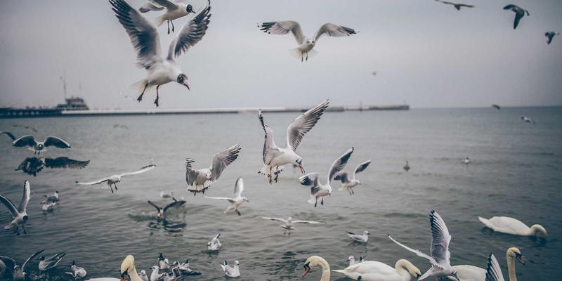 海参礼盒选购指南：从即食海参到养生佳品的智慧之选
