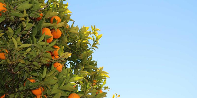 海洋滋补新发现：海参内脏酶解物如何成就高端健康食品