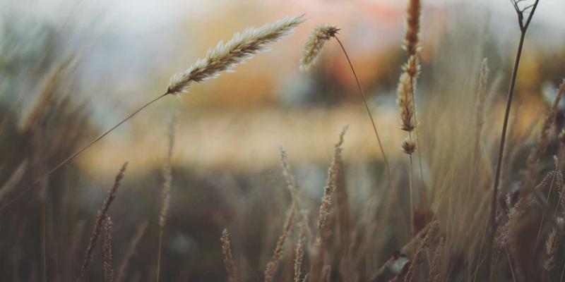 野生海参的精华力量：海参肽提取物如何科学提升免疫力与抗疲劳